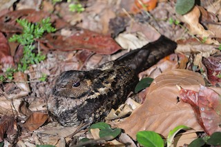  - Bates's Nightjar