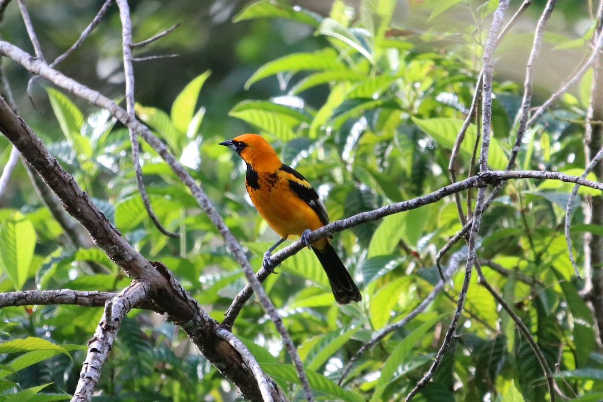 Spot-breasted Oriole - ML614081479
