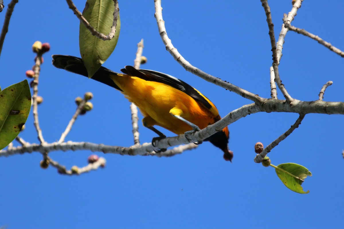 Spot-breasted Oriole - ML614081480