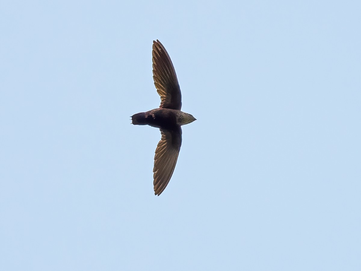 Black Spinetail - Telacanthura Melanopygia - Birds Of The World