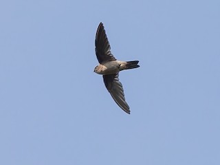  - Halmahera Swiftlet