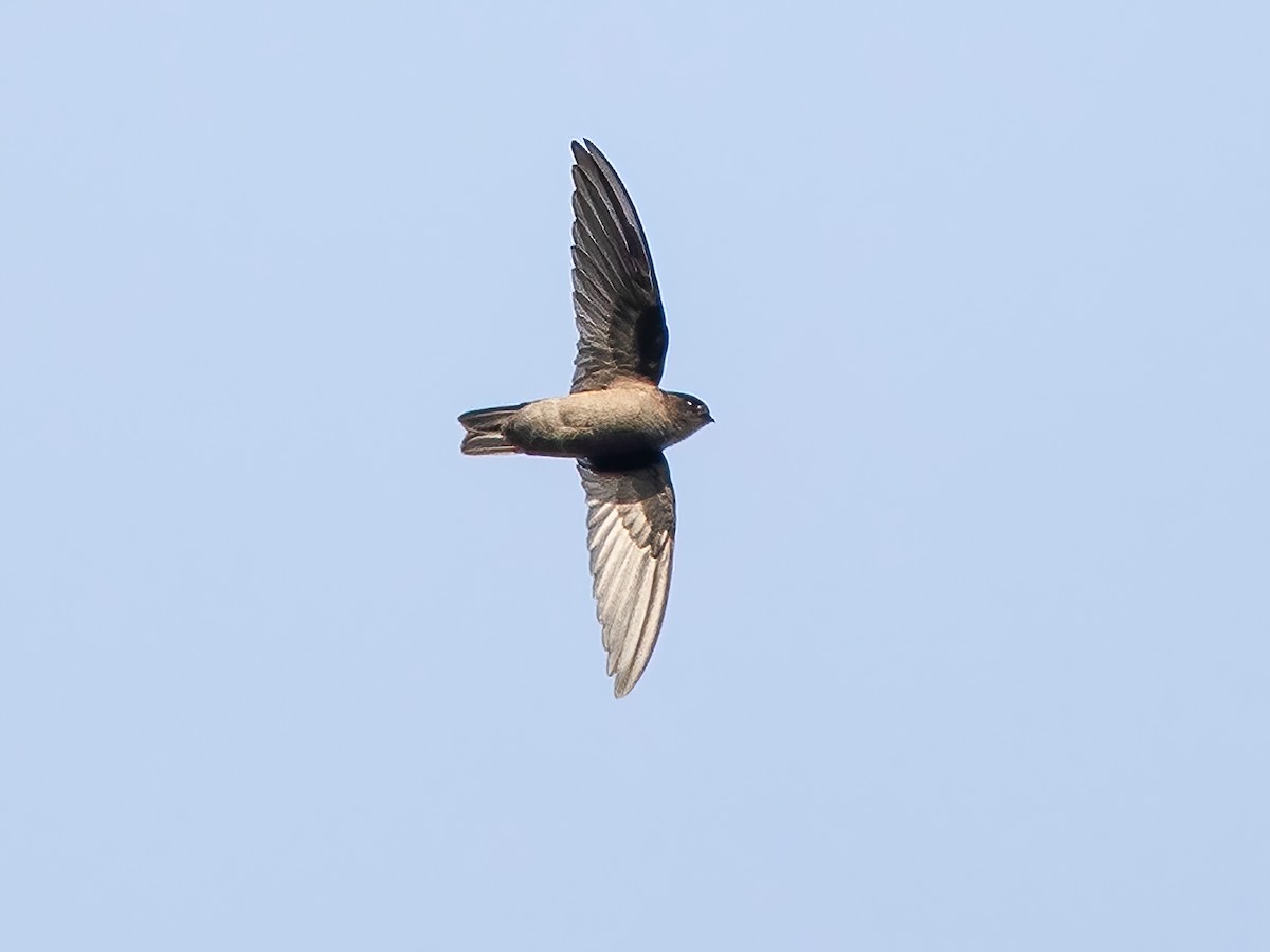 Philippine Swiftlet - Aerodramus mearnsi - Birds of the World