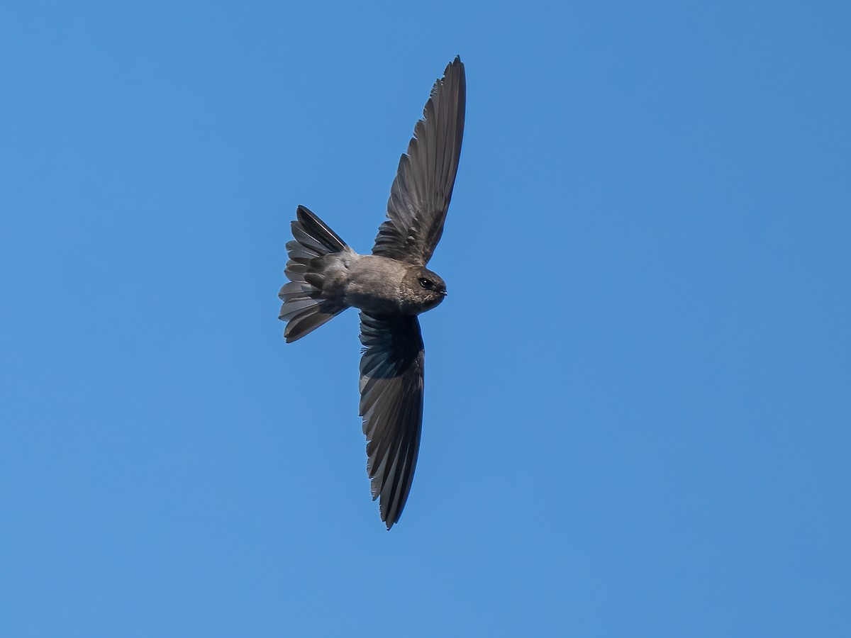 Volcano Swiftlet - Aerodramus vulcanorum - Birds of the World