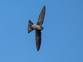  - Volcano Swiftlet