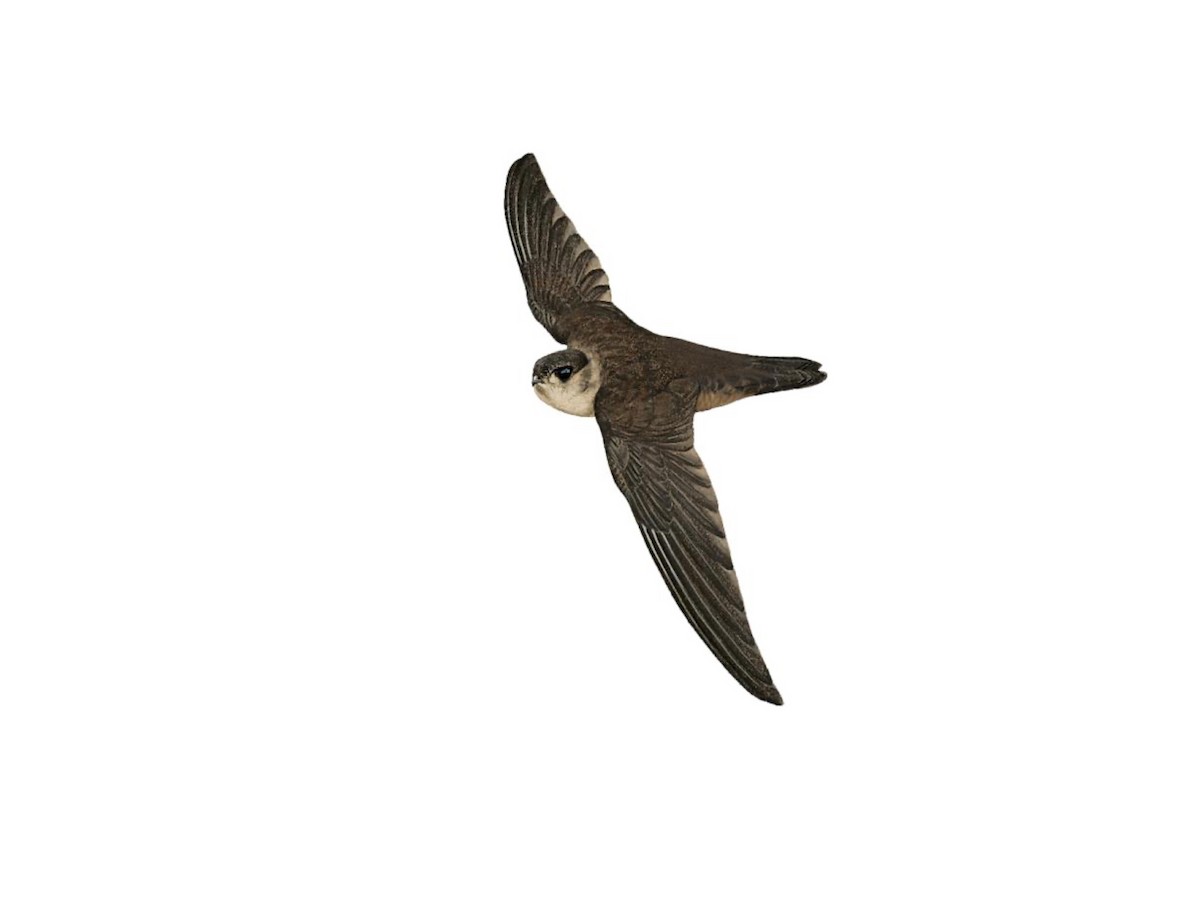 Whitehead's Swiftlet - Aerodramus whiteheadi - Birds of the World