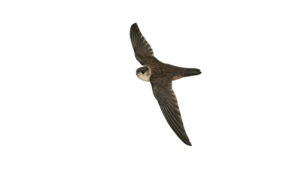 Bare-legged Swiftlet - Aerodramus nuditarsus - Birds of the World