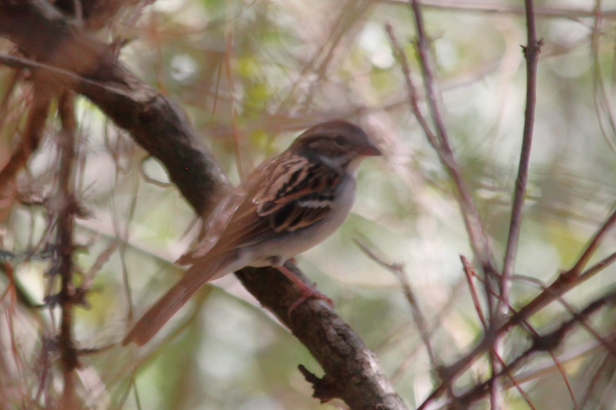 Clay-colored Sparrow - ML614082195