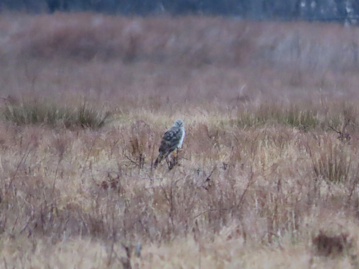 EBird Checklist 27 Jan 2024 Konterra Drive Fields And Ponds