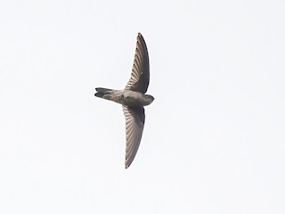  - Palau Swiftlet