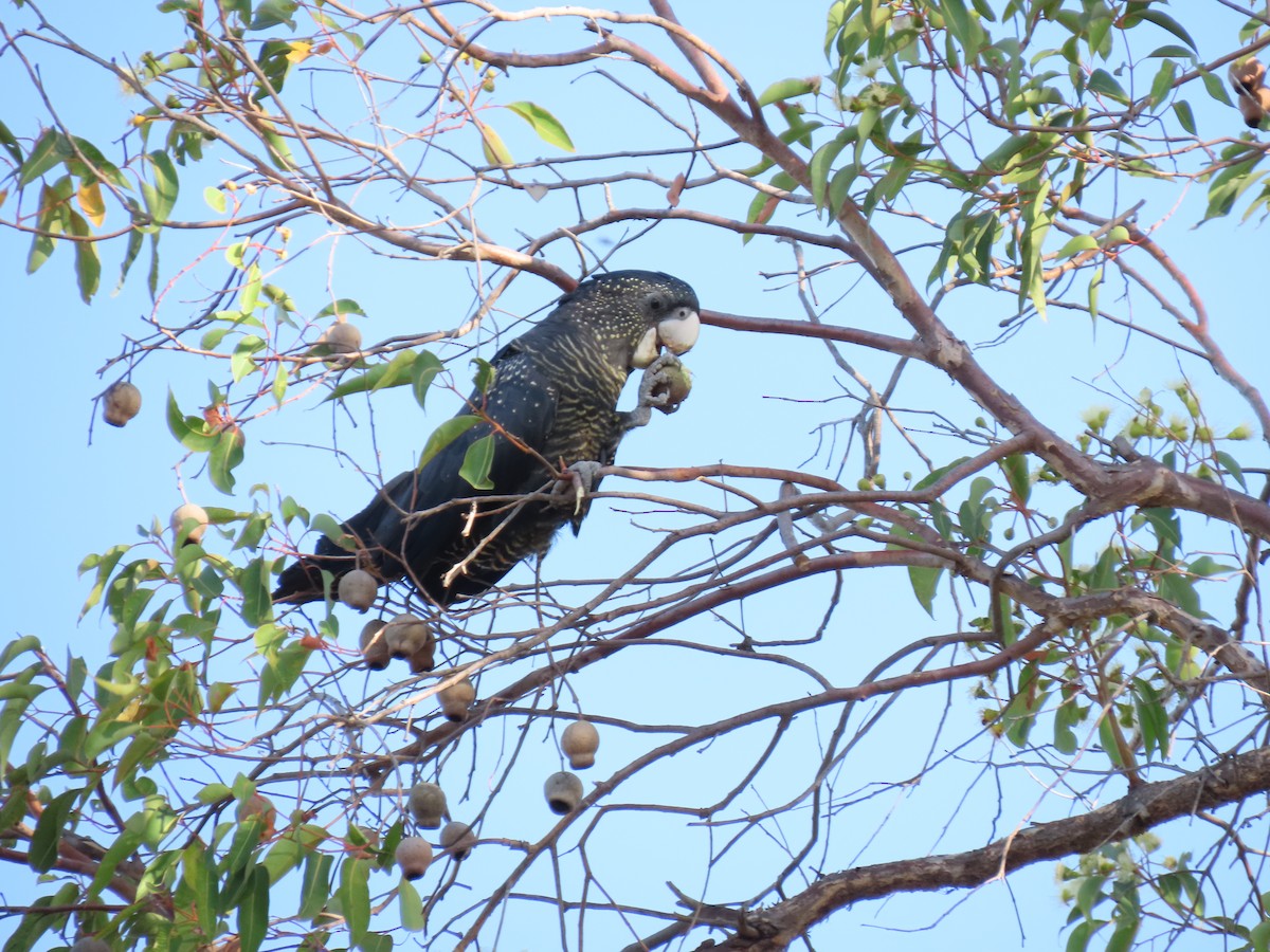 Red-tailed Black-Cockatoo - ML614082326