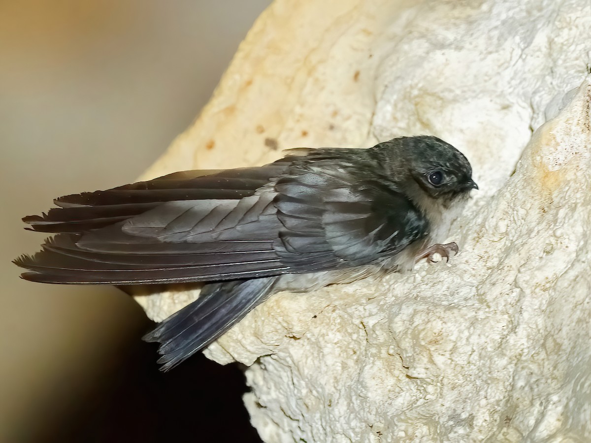 Atiu Swiftlet - Aerodramus sawtelli - Birds of the World