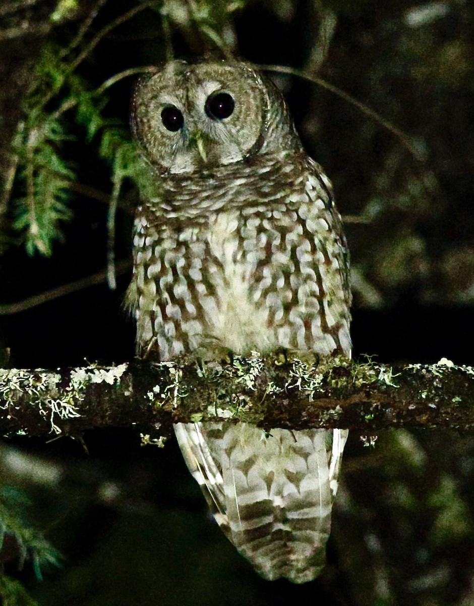 Spotted Owl (Northern) - ML614082377