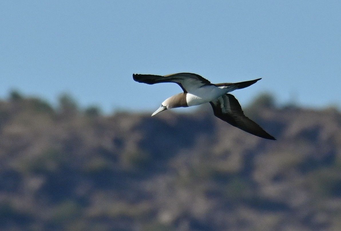 Brown Booby (Brewster's) - ML614082392