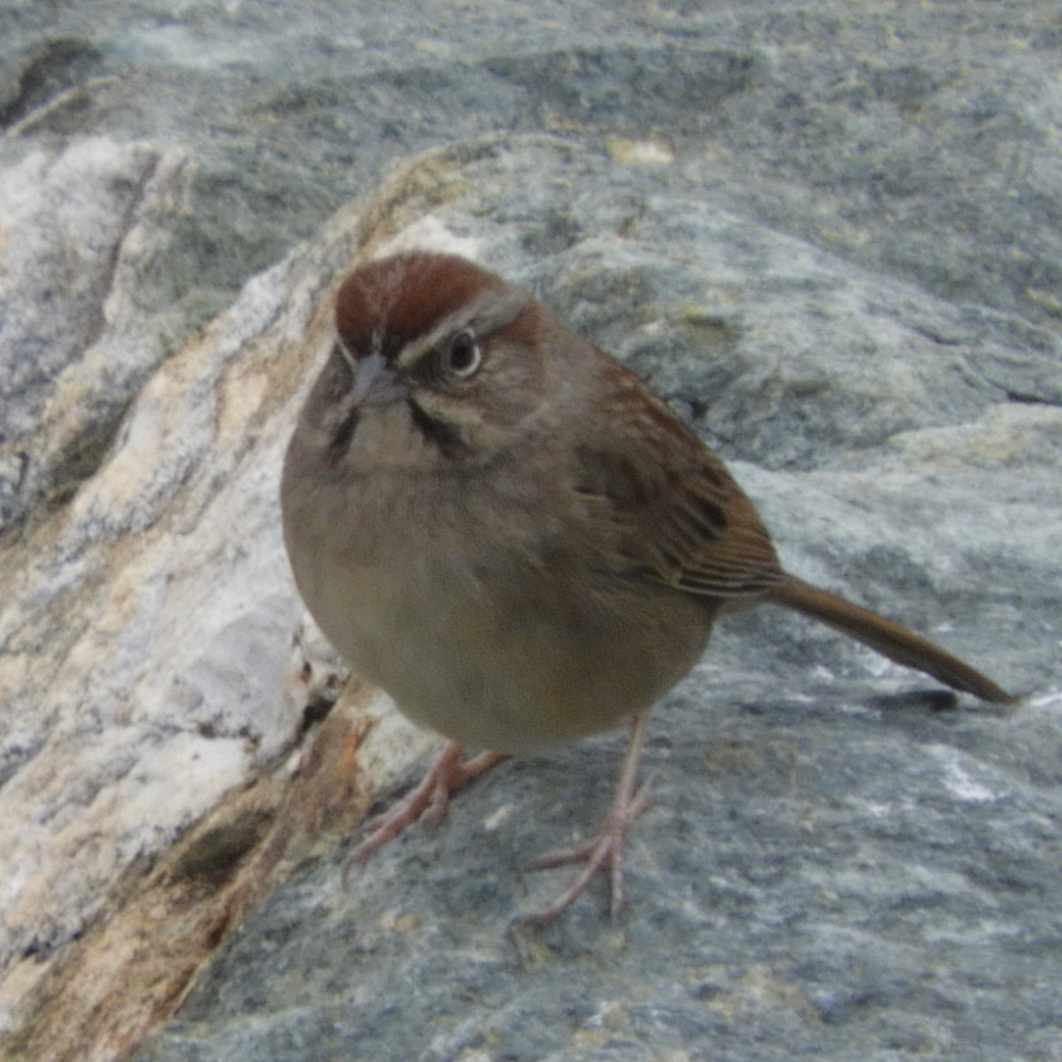 EBird Checklist 27 Jan 2024 Lake McClure Rd 30 Species   1200