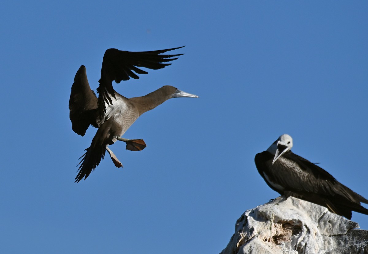 Brown Booby (Brewster's) - ML614082491