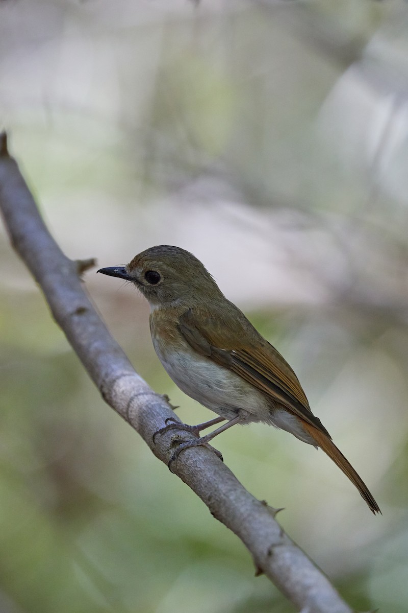 Fulvous-chested Jungle Flycatcher - ML614082607