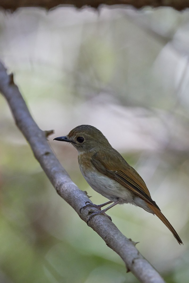 Fulvous-chested Jungle Flycatcher - ML614082608