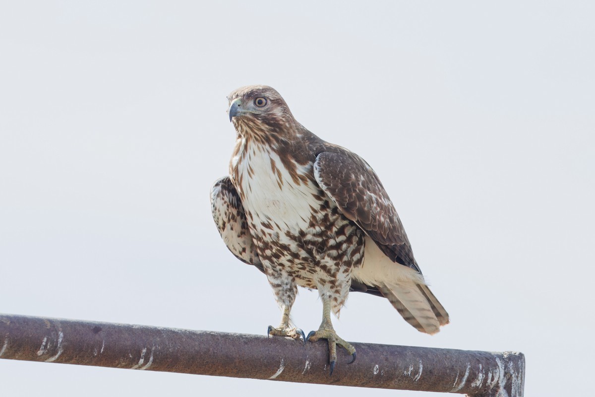 Red-tailed Hawk - ML614082662