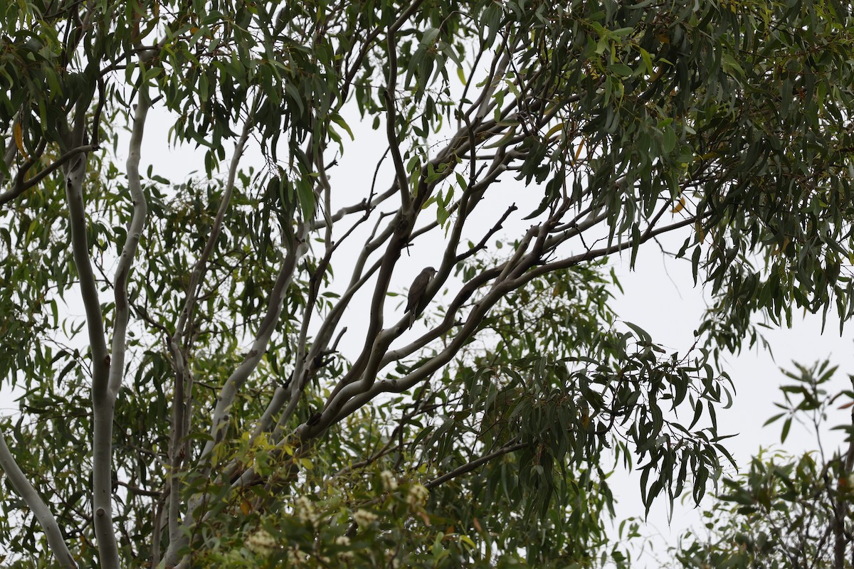 Ebird Australia Checklist Jan Sandy Camp Road Wetlands