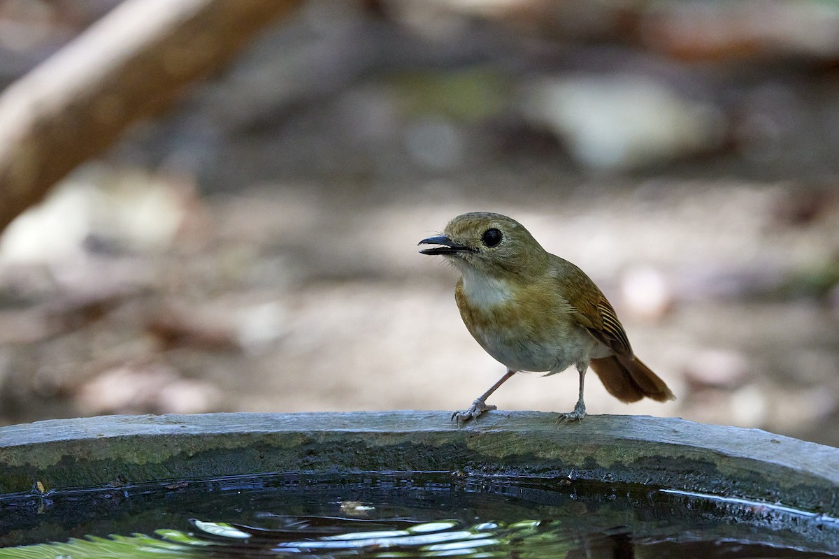 Fulvous-chested Jungle Flycatcher - ML614082717