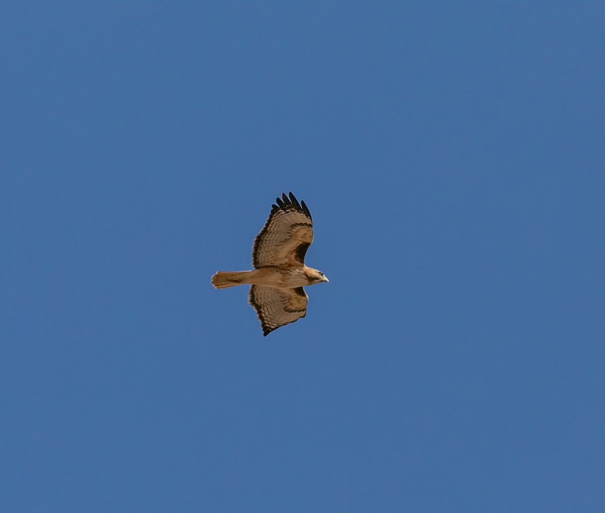 Red-tailed Hawk - ML614082964
