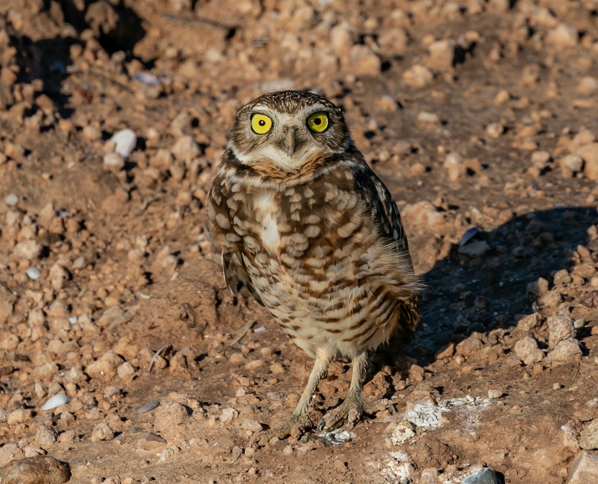Burrowing Owl - ML614083098