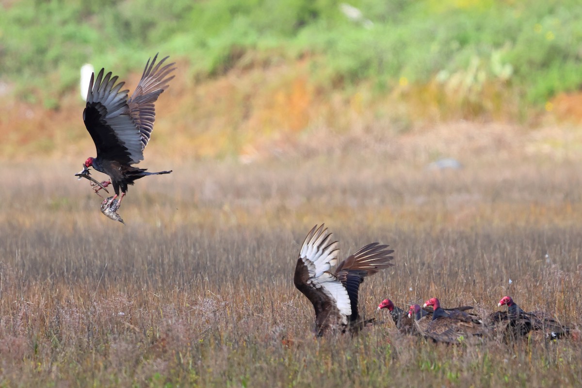 Turkey Vulture - Michael Farivar