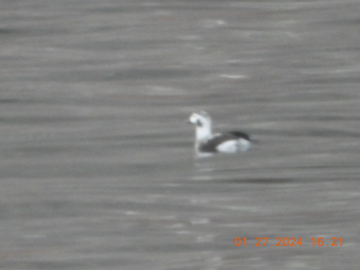 Long-tailed Duck - ML614083304