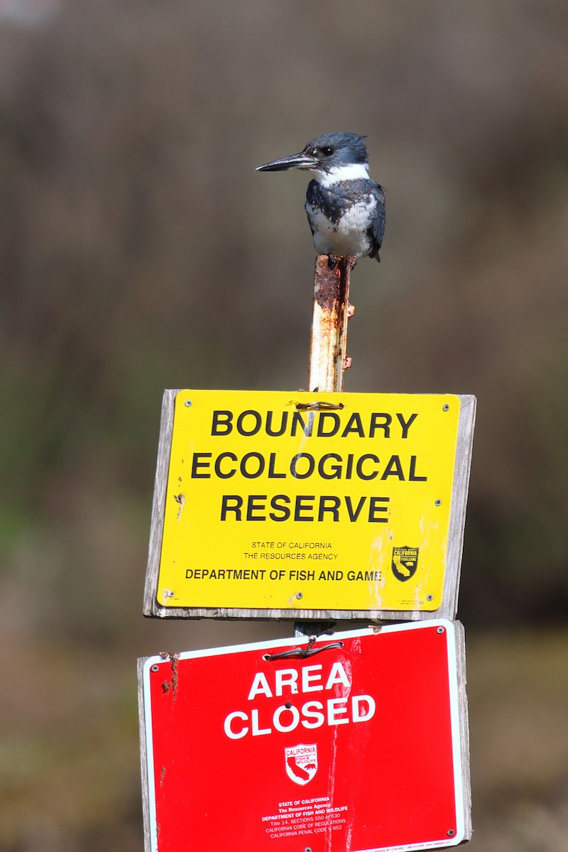 Belted Kingfisher - ML614083495