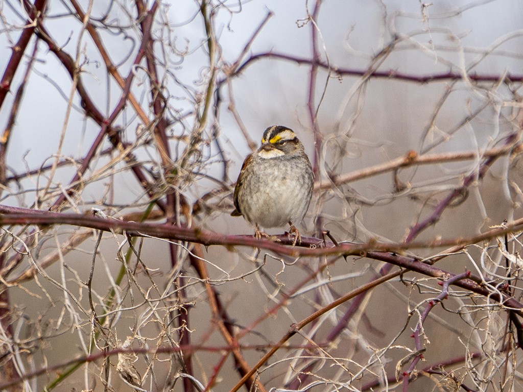 White-throated Sparrow - ML614083507