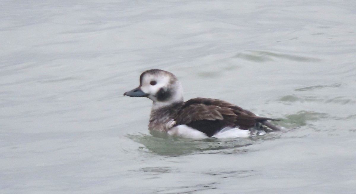 Long-tailed Duck - ML614083597