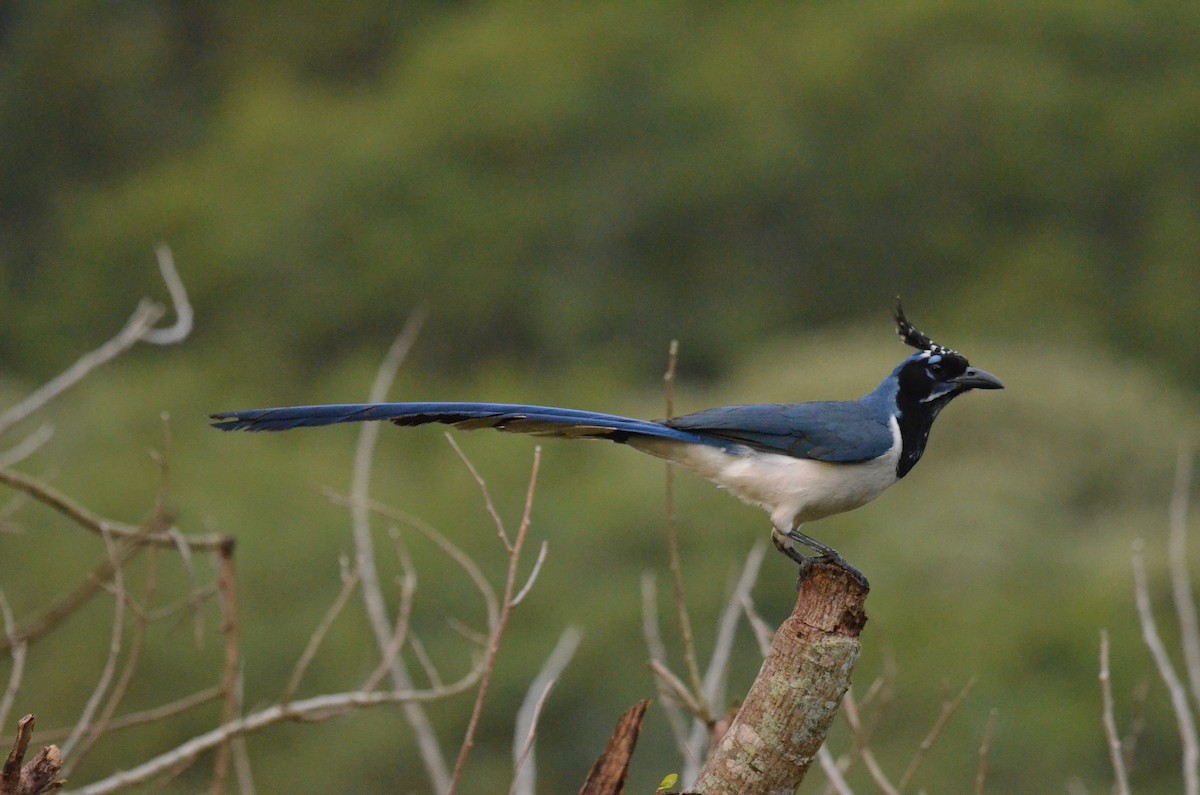 Black-throated Magpie-Jay - ML614083822