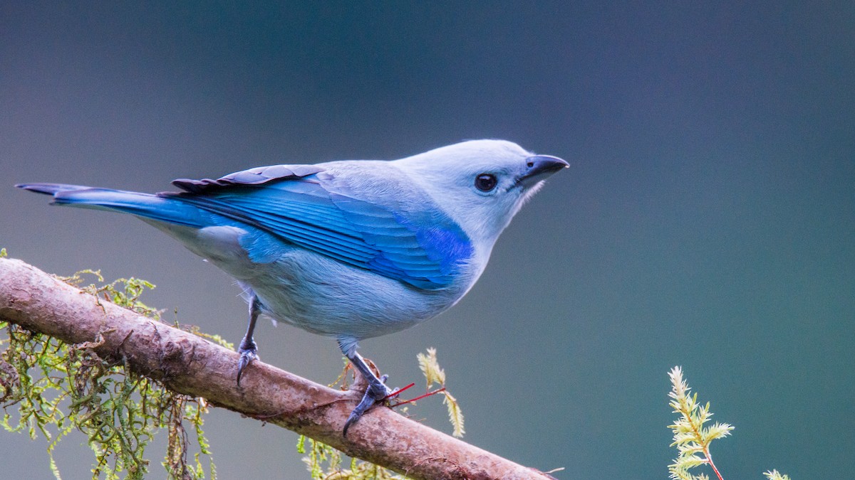 Blue-gray Tanager - ML614083981