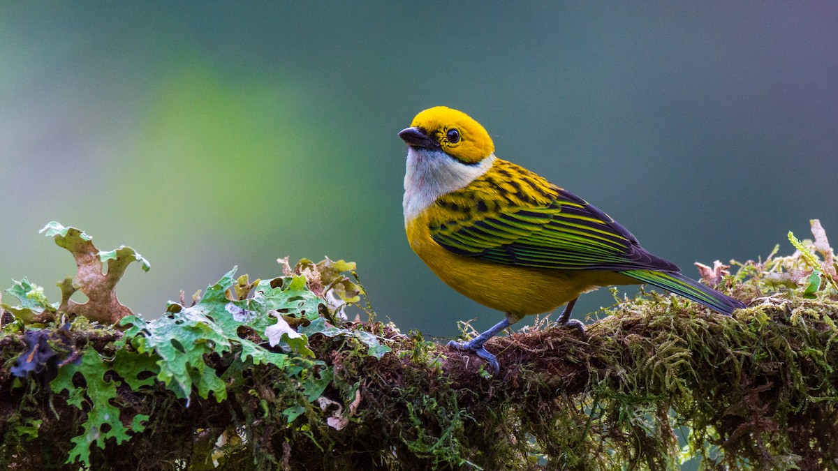 Silver-throated Tanager - frostioe Chen