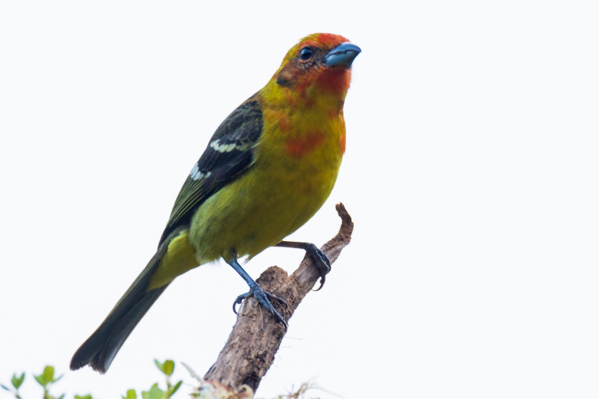 Flame-colored Tanager - frostioe Chen