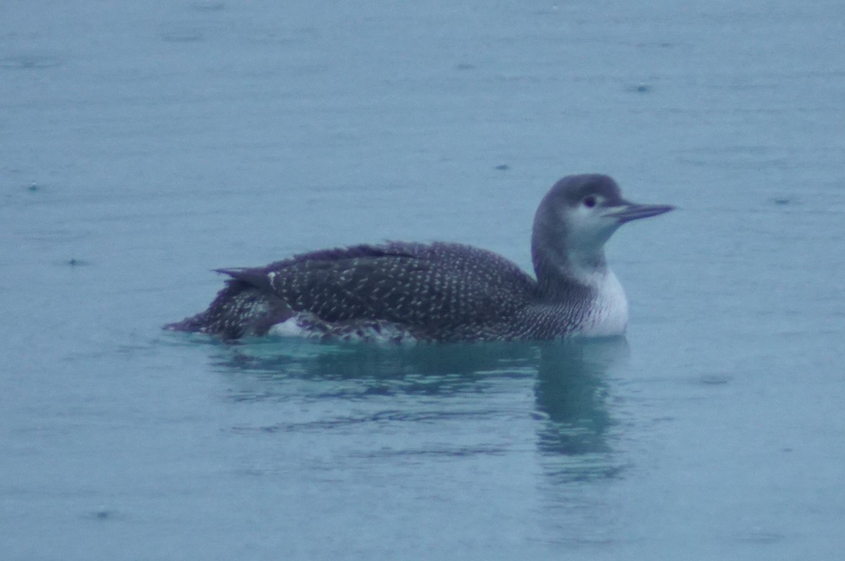 Red-throated Loon - ML614084126
