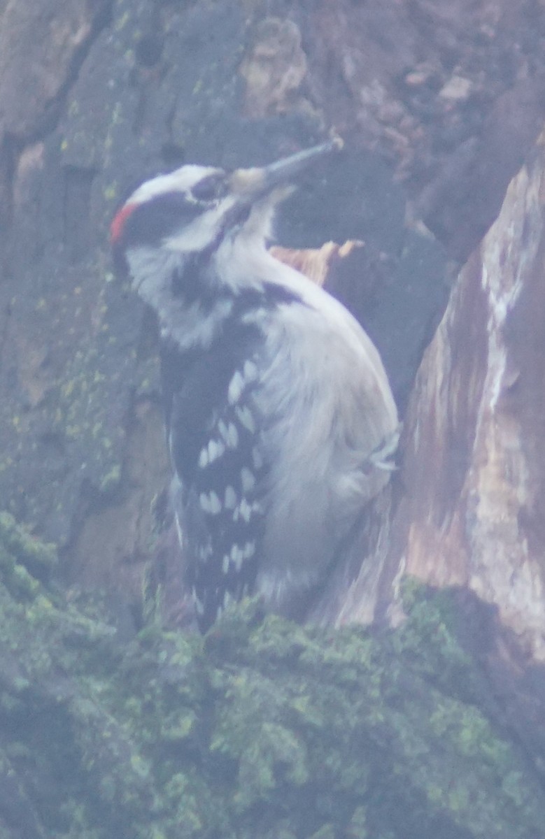 Hairy Woodpecker - Mark Ross