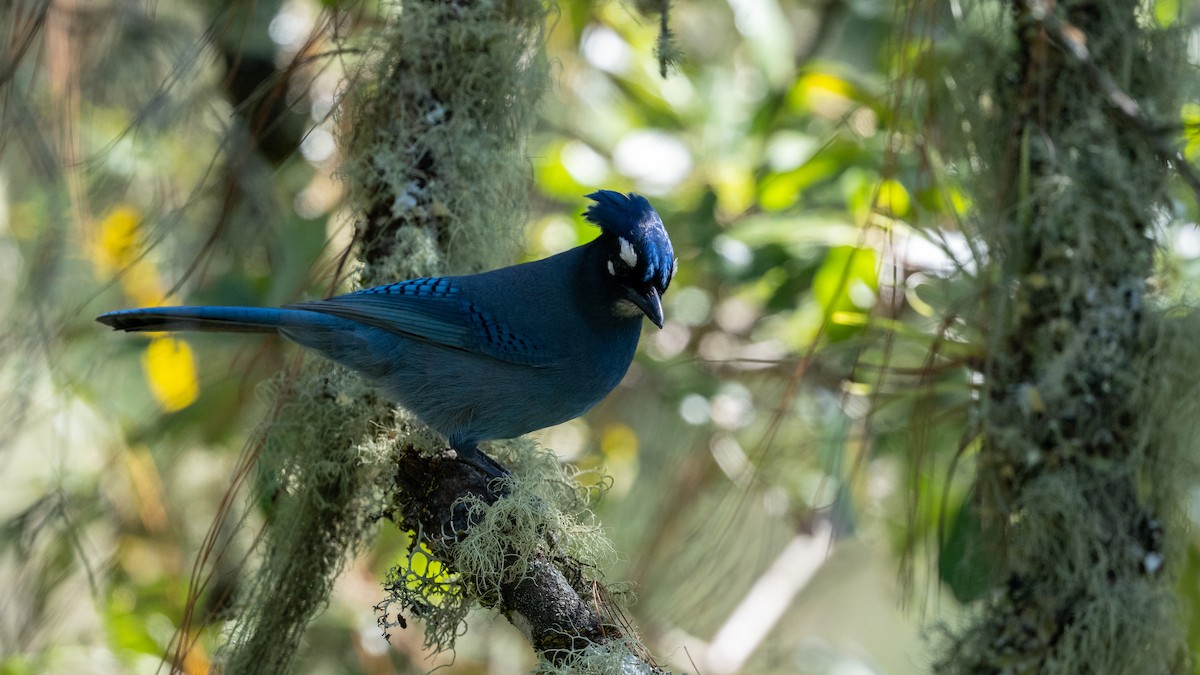 Steller's Jay (Middle American) - ML614084444