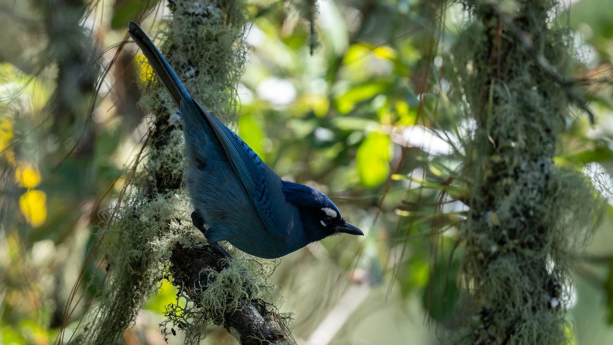 Steller's Jay (Middle American) - Mathurin Malby