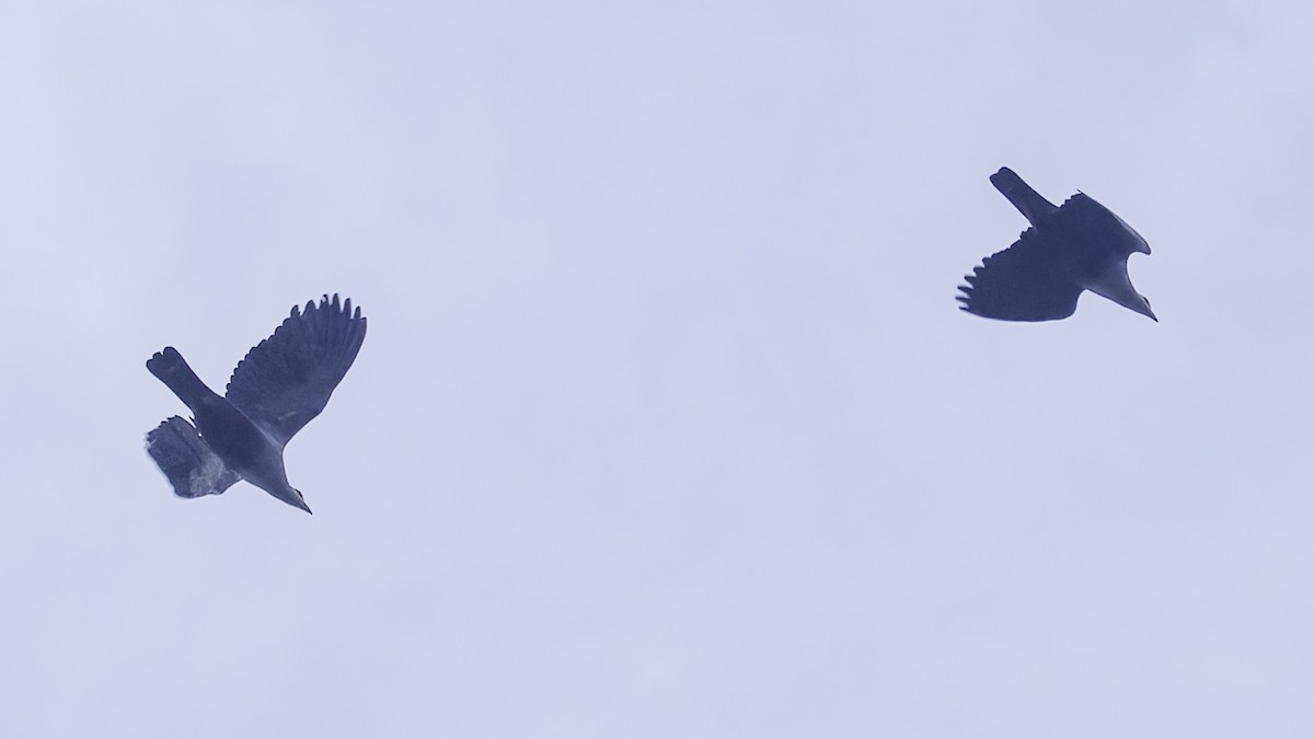 Pinon's Imperial-Pigeon (Gray-headed) - Robert Tizard