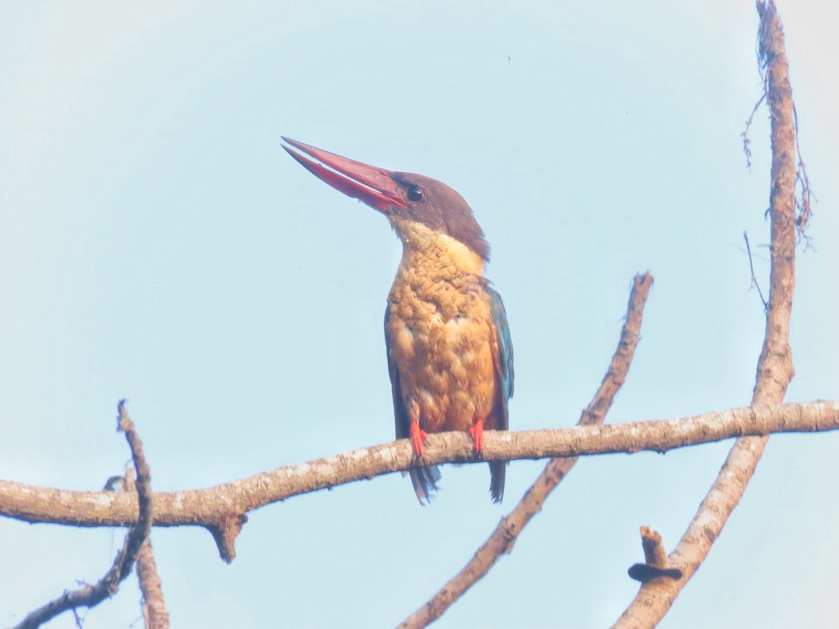 Stork-billed Kingfisher - ML614084576