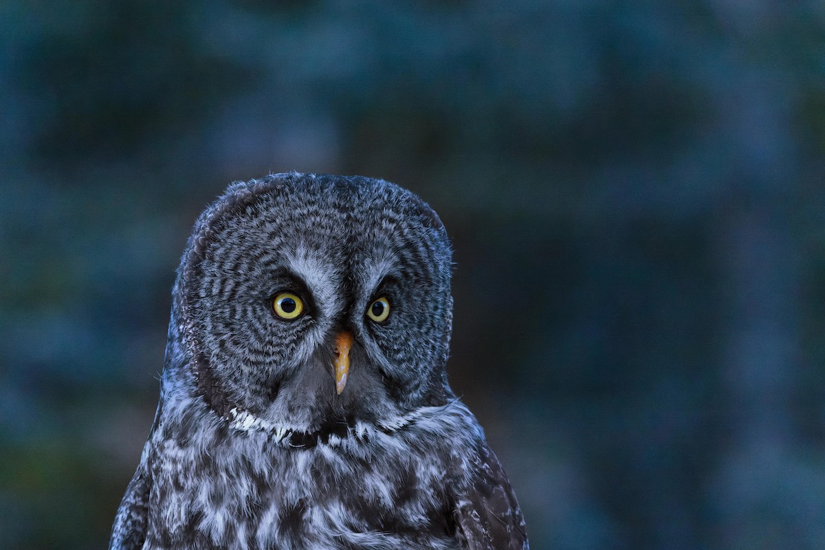 Great Gray Owl - David Lariviere