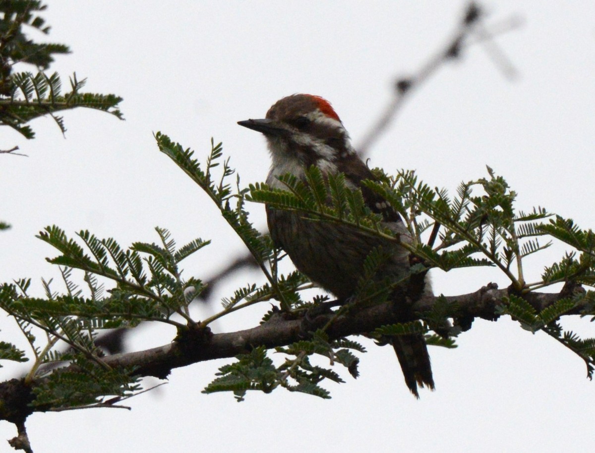 Brown-backed Woodpecker - ML614084897