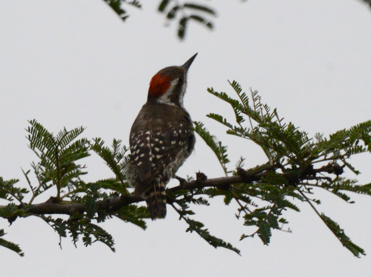 Brown-backed Woodpecker - ML614084898
