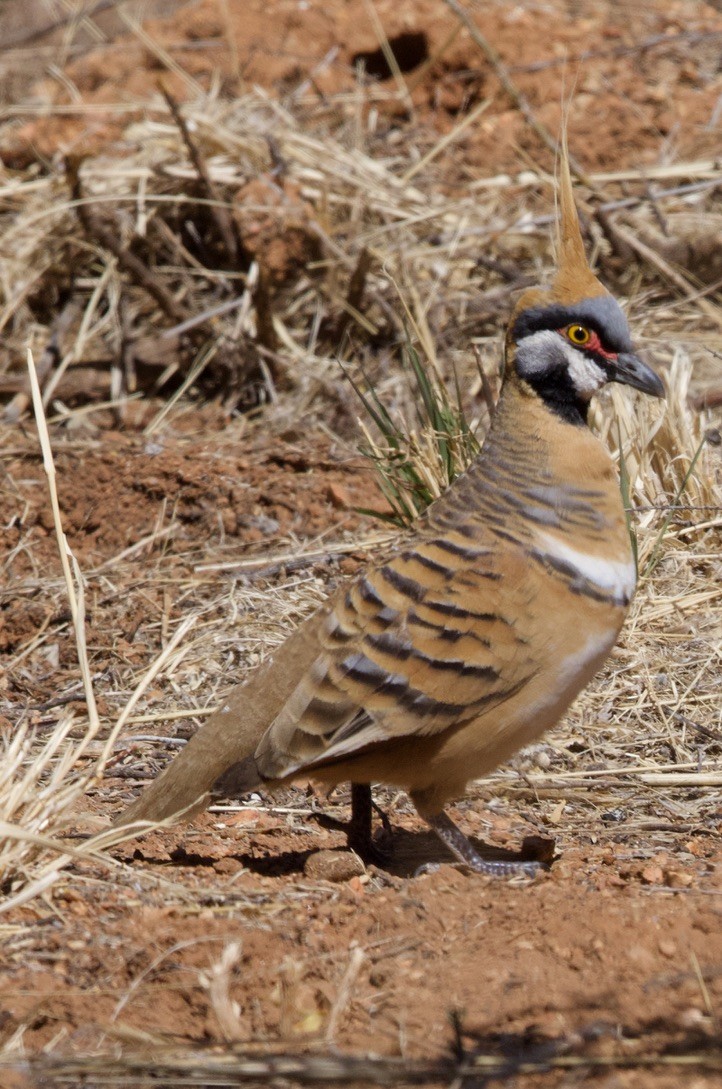 Spinifex Pigeon - ML614085058