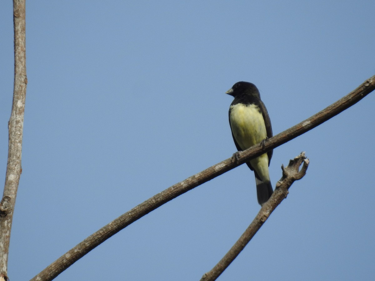 Yellow-bellied Seedeater - ML614085291