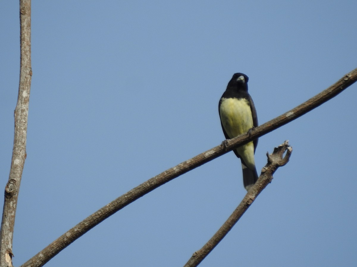 Yellow-bellied Seedeater - ML614085308