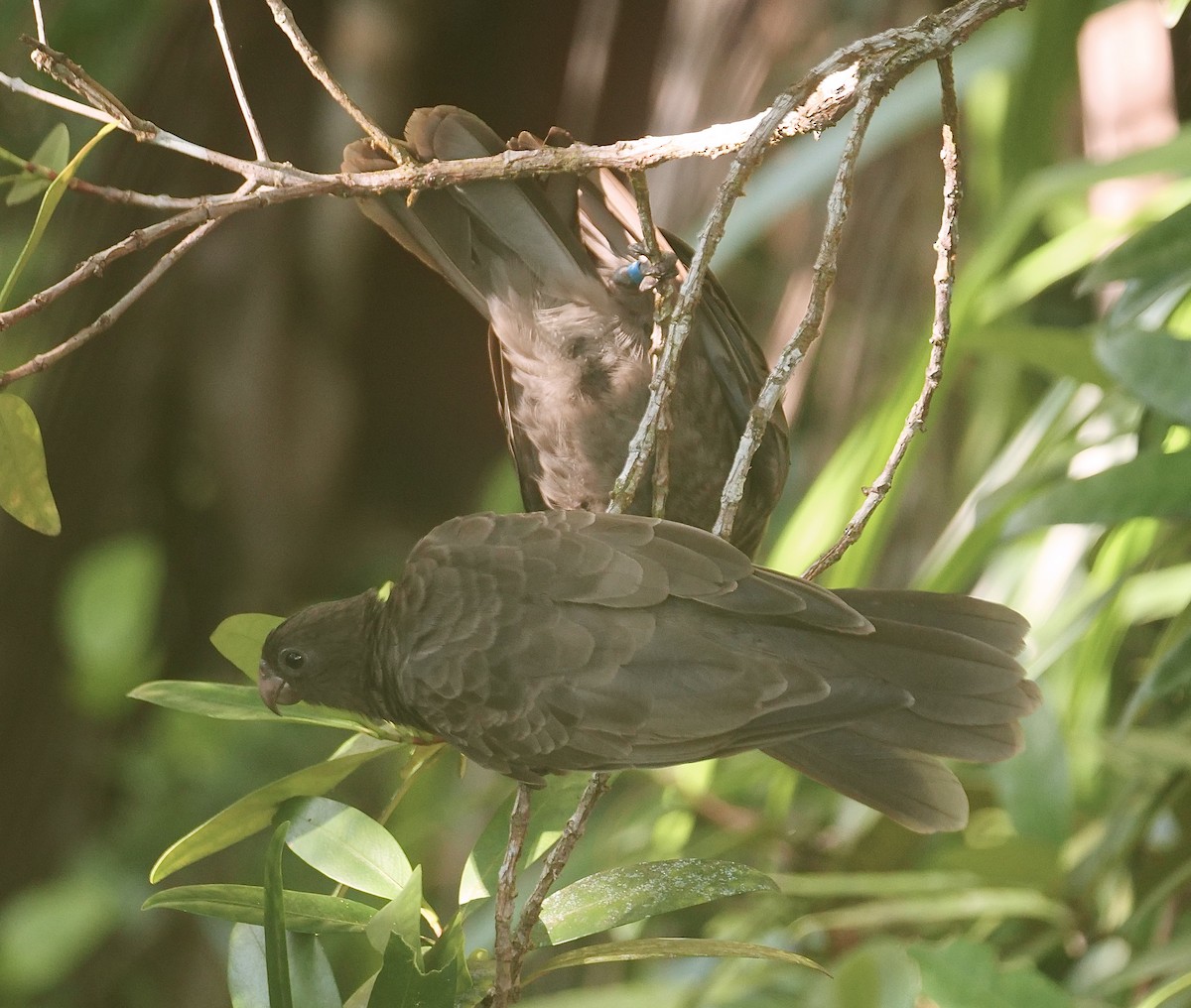 Seychelles Parrot - ML614085355