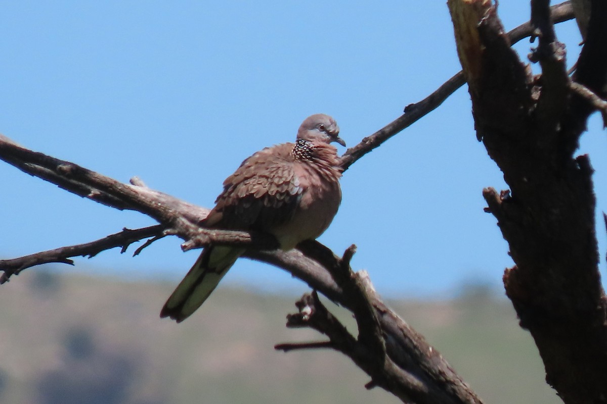 Spotted Dove - ML614085377