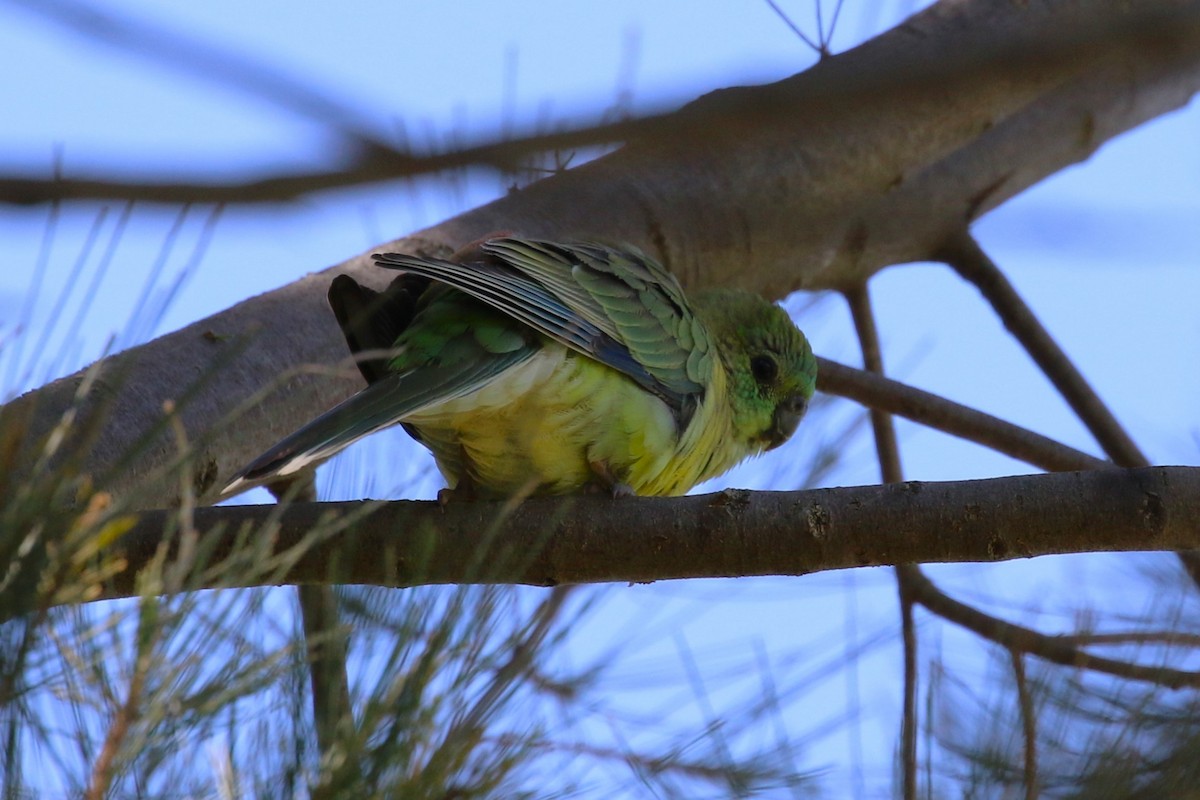 Red-rumped Parrot - ML614085387